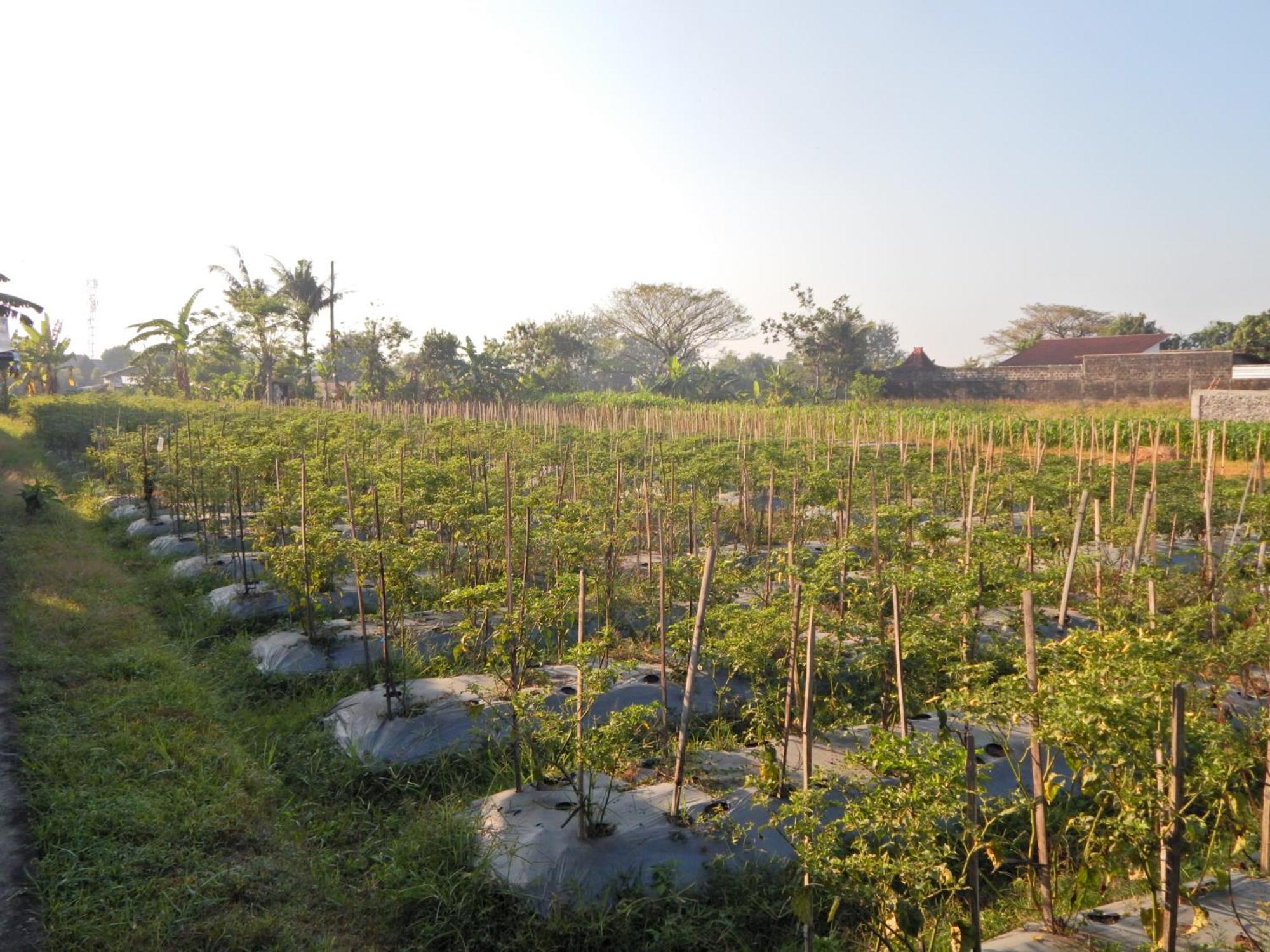 Rosella Cottages - Homestay - Yogyakarta Exterior photo